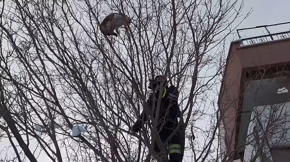 Köpekten Kaçıp Ağaca Çıkan Kediyi İtfaiye Kurtardı